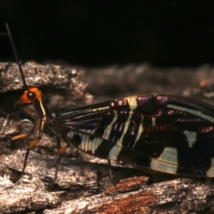 Porismus strigatus at Mount Ainslie - 14 Mar 2024