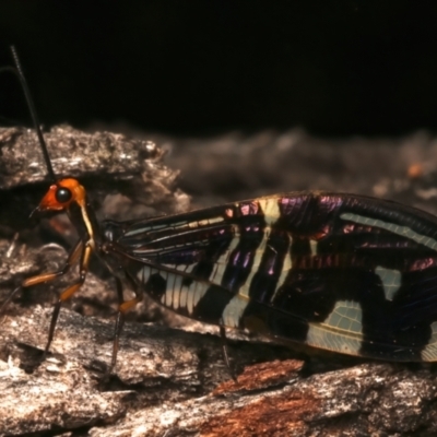 Porismus strigatus (Pied Lacewing) at Mount Ainslie - 14 Mar 2024 by jb2602