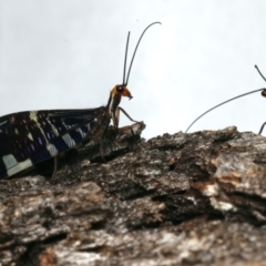 Porismus strigatus at Mount Ainslie - 14 Mar 2024