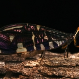 Porismus strigatus at Mount Ainslie - 14 Mar 2024