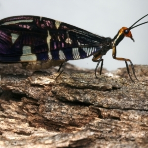 Porismus strigatus at Mount Ainslie - 14 Mar 2024