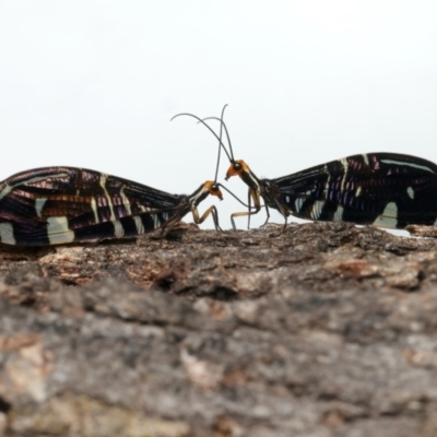 Porismus strigatus (Pied Lacewing) at Ainslie, ACT - 14 Mar 2024 by jb2602