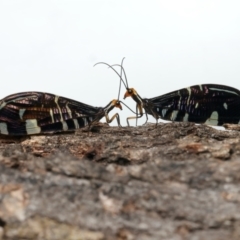 Porismus strigatus (Pied Lacewing) at Mount Ainslie - 14 Mar 2024 by jb2602