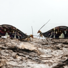 Porismus strigatus at Mount Ainslie - 14 Mar 2024