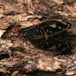 Porismus strigatus at Mount Ainslie - 14 Mar 2024