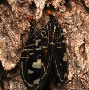 Porismus strigatus at Mount Ainslie - 14 Mar 2024