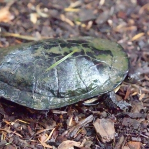 Chelodina longicollis at Glenbrook, NSW - 17 Mar 2024 08:44 AM