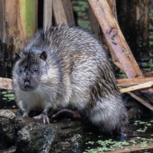 Hydromys chrysogaster at Jerrabomberra Wetlands - 17 Mar 2024