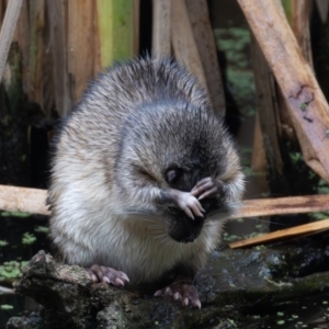 Hydromys chrysogaster at Jerrabomberra Wetlands - 17 Mar 2024