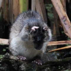 Hydromys chrysogaster at Jerrabomberra Wetlands - 17 Mar 2024