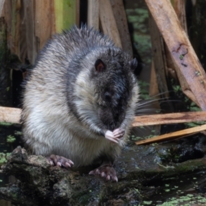 Hydromys chrysogaster at Jerrabomberra Wetlands - 17 Mar 2024