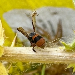 Hyleoides concinna (Wasp-mimic bee) at Yarralumla, ACT - 16 Mar 2024 by KMcCue