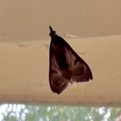 Uresiphita ornithopteralis (Tree Lucerne Moth) at GG182 - 17 Mar 2024 by KMcCue