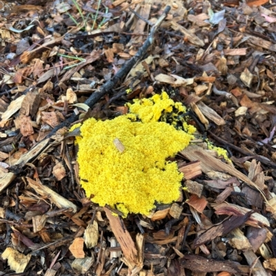 Fuligo septica (Scrambled egg slime) at Hackett, ACT - 16 Mar 2024 by cmobbs