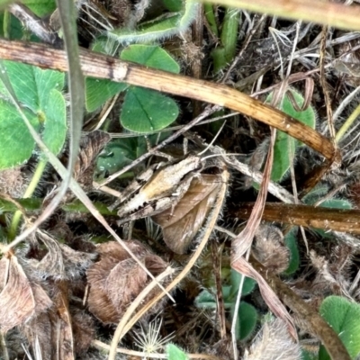 Phaulacridium vittatum (Wingless Grasshopper) at Yarralumla, ACT - 16 Mar 2024 by KMcCue