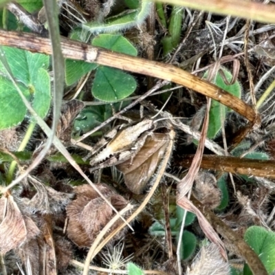 Phaulacridium vittatum (Wingless Grasshopper) at Aranda Bushland - 17 Mar 2024 by KMcCue