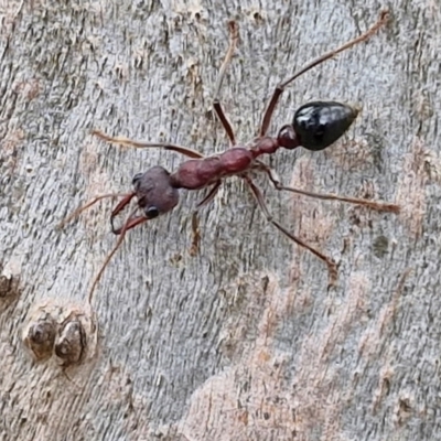 Myrmecia simillima (A Bull Ant) at Hall Cemetery - 17 Mar 2024 by trevorpreston