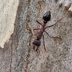 Myrmecia simillima at Hall Cemetery - 17 Mar 2024