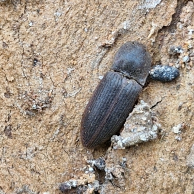 Monocrepidius (genus) (Click beetle) at Hall Cemetery - 17 Mar 2024 by trevorpreston