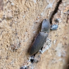 Monocrepidus (genus) at Hall Cemetery - 17 Mar 2024 12:30 PM