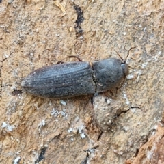 Monocrepidus (genus) at Hall Cemetery - 17 Mar 2024 12:30 PM