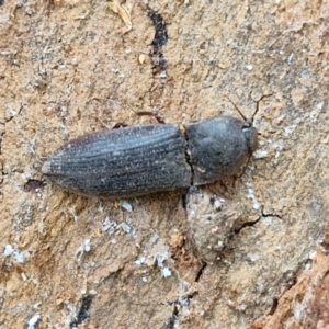 Monocrepidus (genus) at Hall Cemetery - 17 Mar 2024 12:30 PM