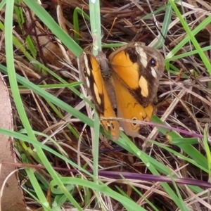 Heteronympha merope at Hall Cemetery - 17 Mar 2024 12:27 PM