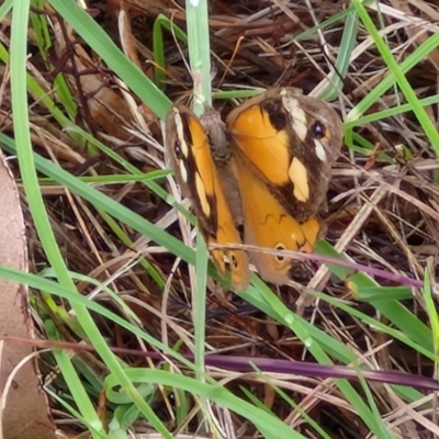 Heteronympha merope (Common Brown Butterfly) at Wallaroo, NSW - 17 Mar 2024 by trevorpreston