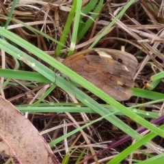 Heteronympha merope at Hall Cemetery - 17 Mar 2024 12:27 PM