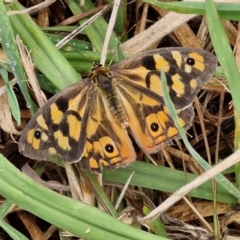 Heteronympha penelope (Shouldered Brown) at Hall Cemetery - 17 Mar 2024 by trevorpreston