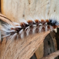 Anthela varia (Hairy Mary) at Hall Cemetery - 17 Mar 2024 by trevorpreston