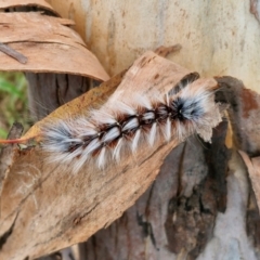 Anthela varia at Hall Cemetery - 17 Mar 2024 12:23 PM