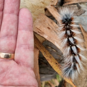 Anthela varia at Hall Cemetery - 17 Mar 2024