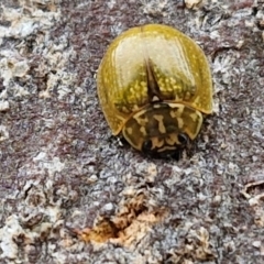 Paropsisterna cloelia (Eucalyptus variegated beetle) at Hall Cemetery - 17 Mar 2024 by trevorpreston