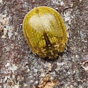 Paropsisterna cloelia at Hall Cemetery - 17 Mar 2024 12:22 PM