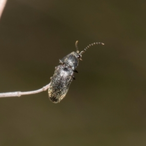 Monocrepidus sp. (genus) at The Pinnacle - 28 Dec 2023