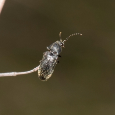 Monocrepidus sp. (genus) (Click beetle) at Hawker, ACT - 27 Dec 2023 by AlisonMilton