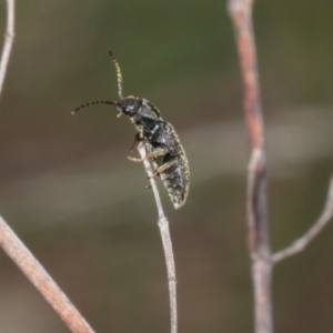 Monocrepidus sp. (genus) at The Pinnacle - 28 Dec 2023