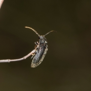 Eucnemidae (family) at The Pinnacle - 28 Dec 2023 10:27 AM