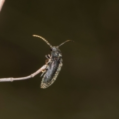 Monocrepidus sp. (genus) at The Pinnacle - 28 Dec 2023