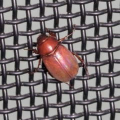 Melolonthinae (subfamily) (Cockchafer) at Higgins, ACT - 28 Dec 2023 by AlisonMilton