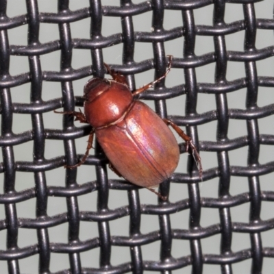 Sericesthis nigrolineata (Dusky pasture scarab) at Higgins, ACT - 28 Dec 2023 by AlisonMilton