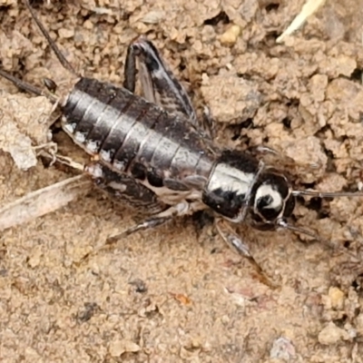 Grylloidea (superfamily) (Unidentified cricket) at Wallaroo, NSW - 17 Mar 2024 by trevorpreston