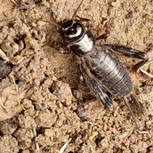 Grylloidea (superfamily) at Hall Cemetery - 17 Mar 2024 12:20 PM