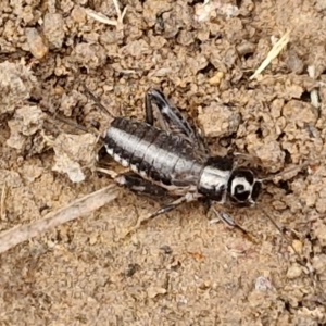 Grylloidea (superfamily) at Hall Cemetery - 17 Mar 2024 12:20 PM