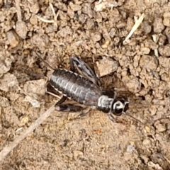 Grylloidea (superfamily) at Hall Cemetery - 17 Mar 2024