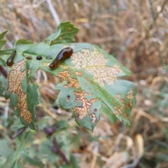 Caliroa cerasi (Cherry Slug Sawfly, Pear and Cherry Slug, Pear and Cherry Sawfly) at Watson, ACT - 17 Mar 2024 by abread111