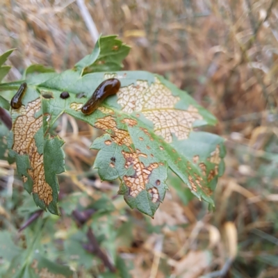 Caliroa cerasi (Cherry Slug Sawfly, Pear and Cherry Slug, Pear and Cherry Sawfly) at Watson, ACT - 17 Mar 2024 by abread111