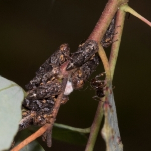 Eurypella tasmaniensis at Russell, ACT - 17 Jan 2024