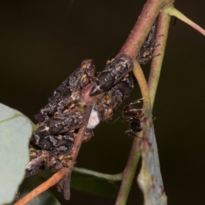 Eurypella tasmaniensis (Eurypella tasmaniensis) at Russell, ACT - 17 Jan 2024 by AlisonMilton